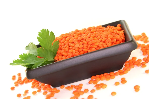 Dried Red Lentils Coriander White Background — Stock Photo, Image