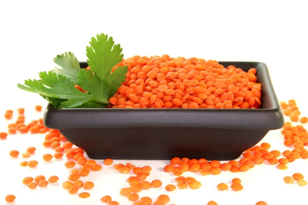 Dried Red Lentils Coriander White Background — Stock Photo, Image