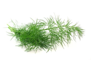 Dill.