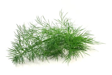 Dill.