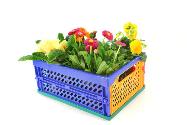 Balcony plants in a folding box — Stock Photo, Image