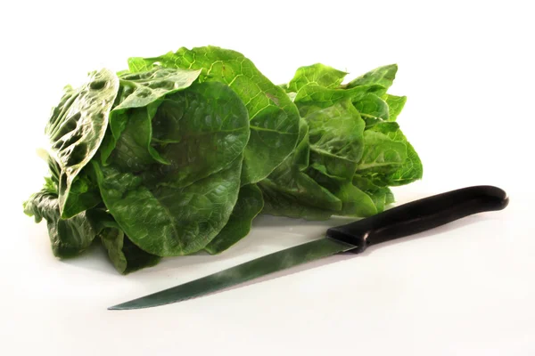 stock image Romaine lettuce