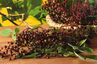 Elderberries clipart