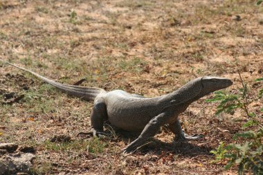 A free-living monitor lizard in Yala National Park clipart