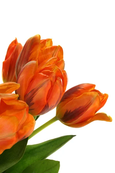 Kolorowy Bukiet Tulipanów Białym Tle — Zdjęcie stockowe