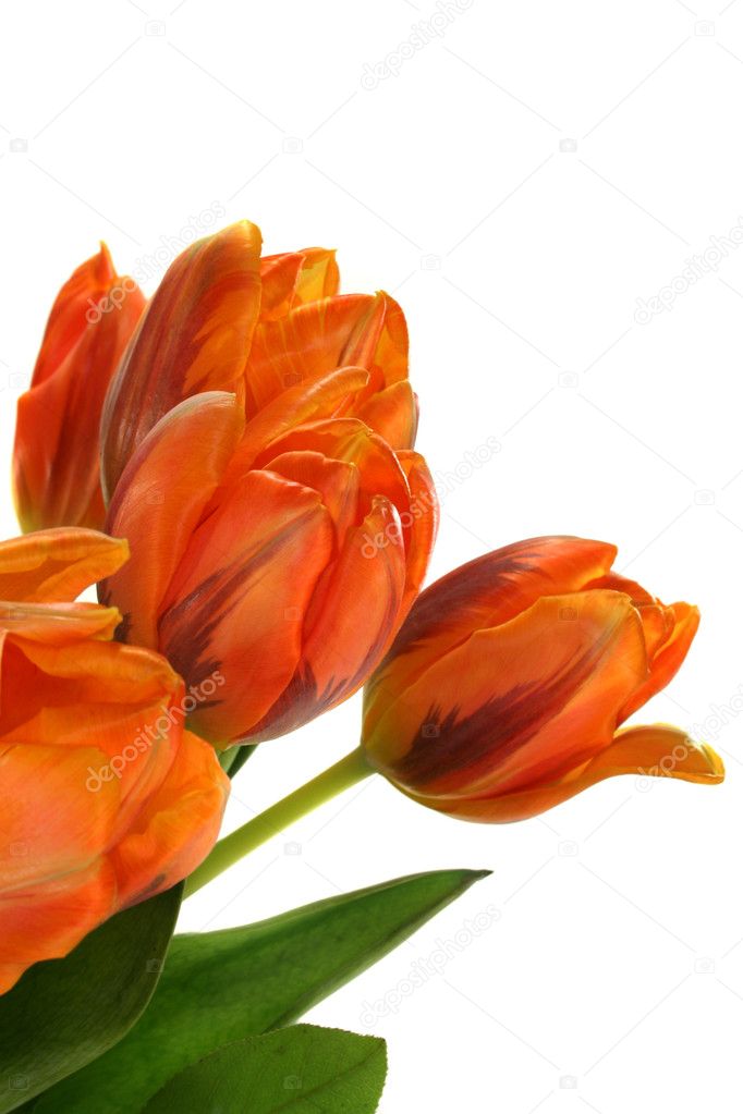 Colorful bouquet of tulips on a white background