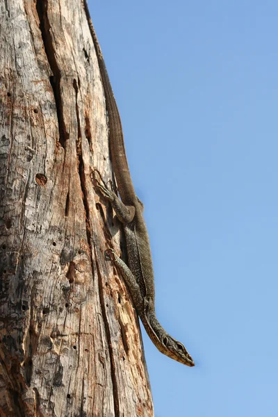 木の若いオオトカゲ — ストック写真
