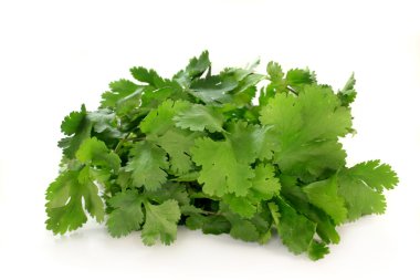 A bunch of fresh coriander on a white background clipart