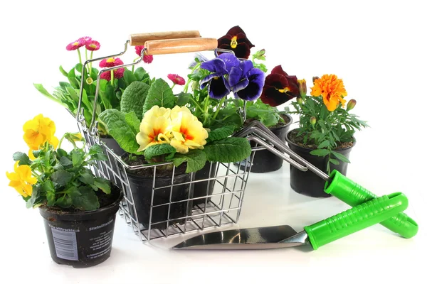 Blomma shopping — Stockfoto