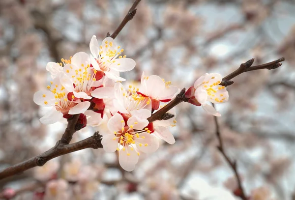 Mandelbaum rosa Blüten. — Stockfoto