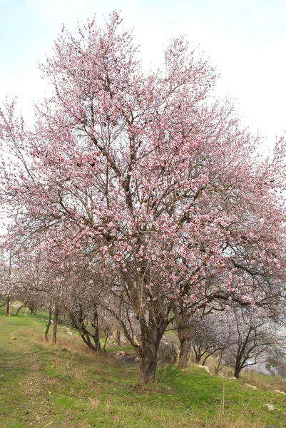 stock image Blooming almond tree