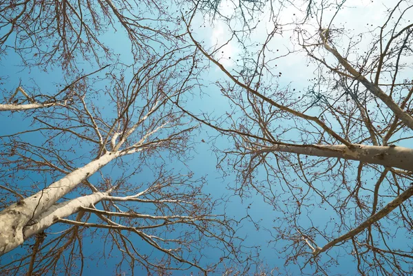 Spring treetops — Stock Photo, Image