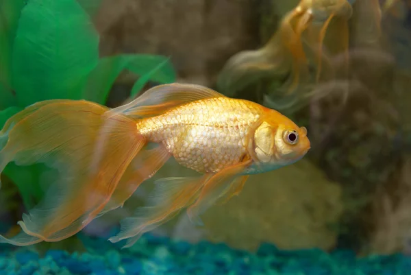 Tropische gouden vissen — Stockfoto