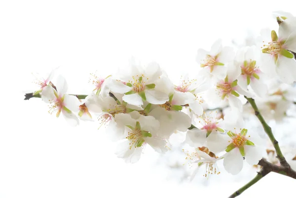 Szilvafa fehér virágok. — Stock Fotó