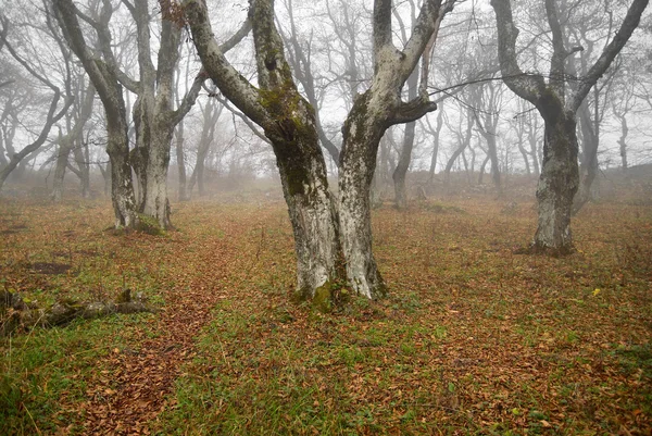 Herfst mistige bos met gevallen bladeren. — Stockfoto
