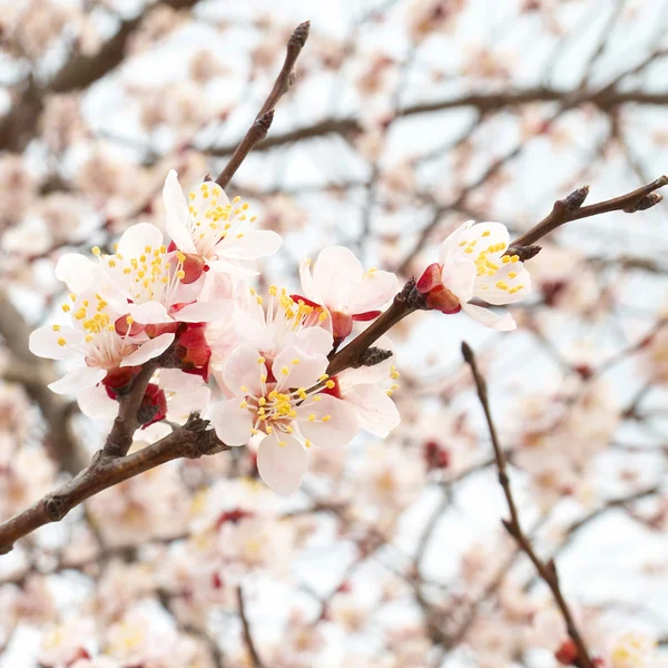 Almond tree pink flowers. — Stock Photo, Image
