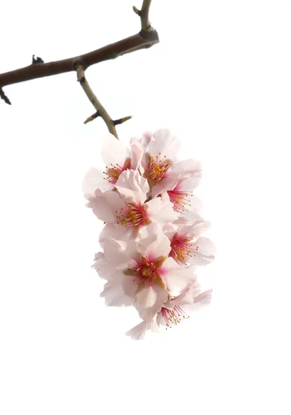 핑크 아몬드 나무 꽃. — 스톡 사진