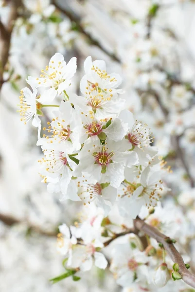 Prunier fleurs blanches . — Photo