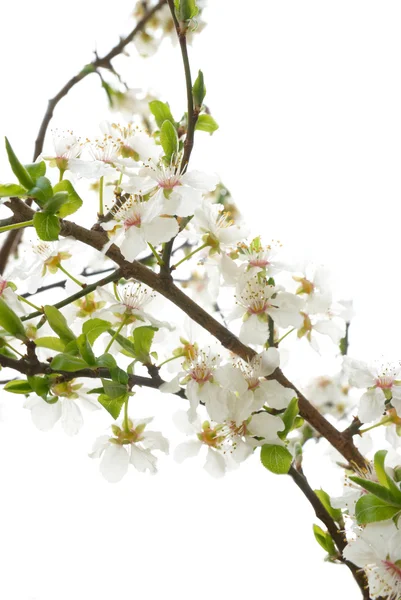 Pflaumenbaum weiße Blüten. — Stockfoto