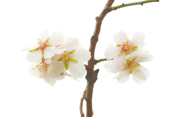 Plum-tree white flowers. — Stock Photo, Image