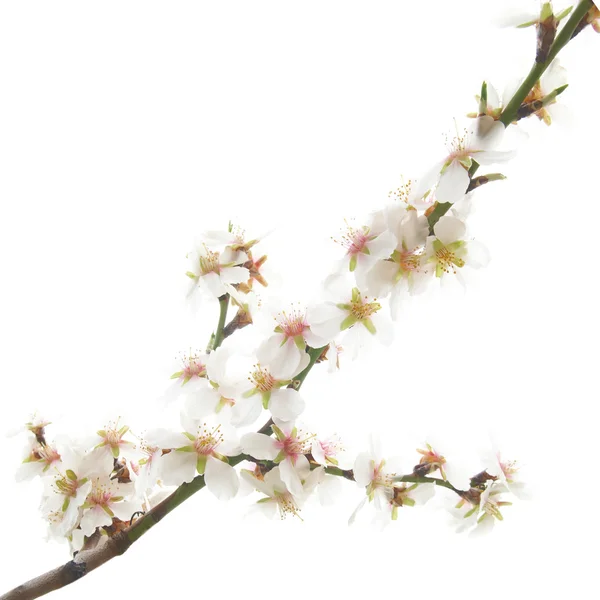 Švestka bílé květy. — Stock fotografie