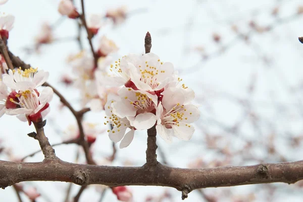 Almond pohon bunga merah muda . — Stok Foto