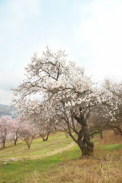 Цветущее миндальное дерево — стоковое фото