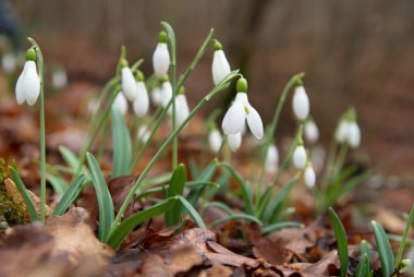 Spring flowers- snowdrops. clipart