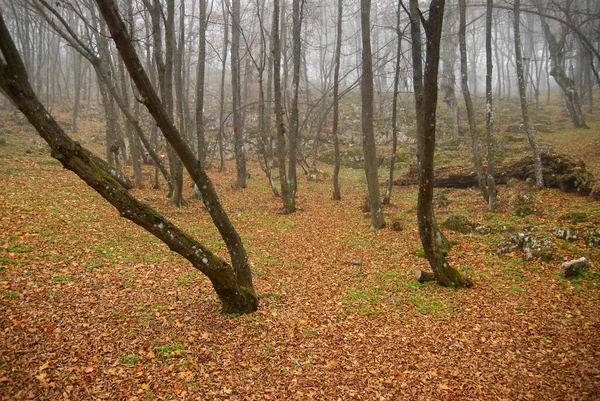 Herfst mistige bos met gevallen bladeren. — Stockfoto