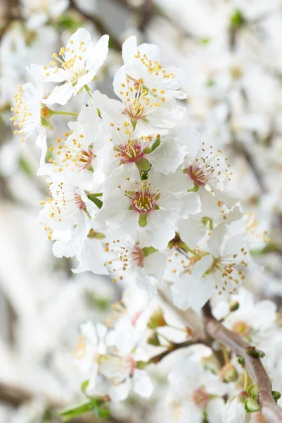 Plum-tree white flowers. — Stock Photo, Image