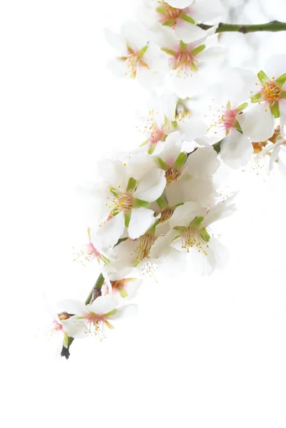 매 화 나무의 흰 꽃. — 스톡 사진