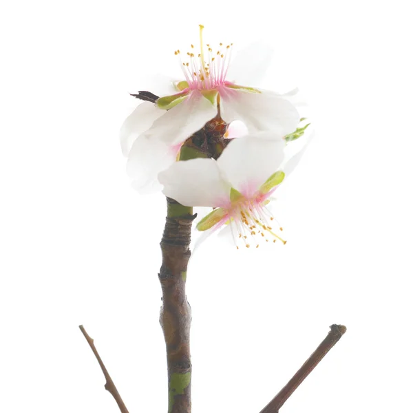 Švestka bílé květy. — Stock fotografie