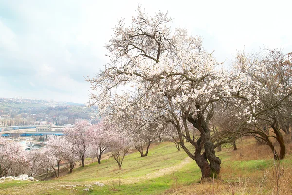 Цветущее миндальное дерево — стоковое фото