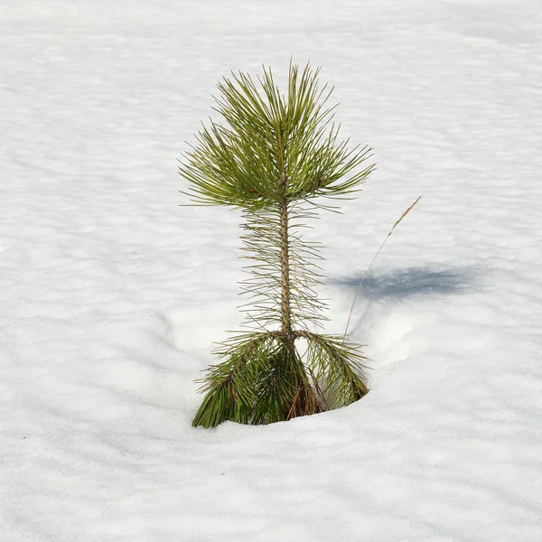雪に覆われた緑のモミの木. — ストック写真
