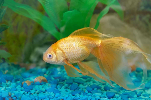 Tropische Goldfische — Stockfoto