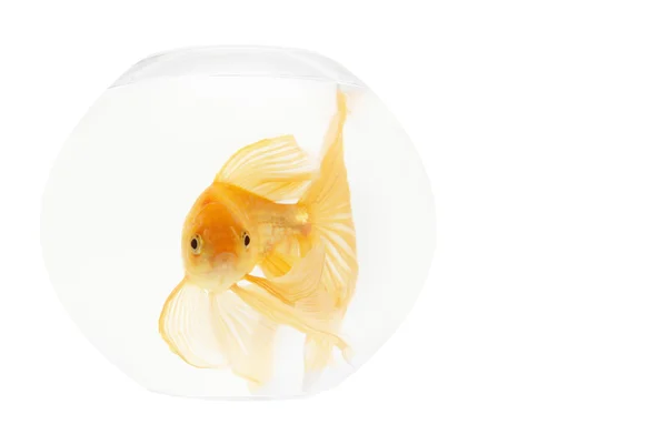水族館の黄金の魚 — ストック写真