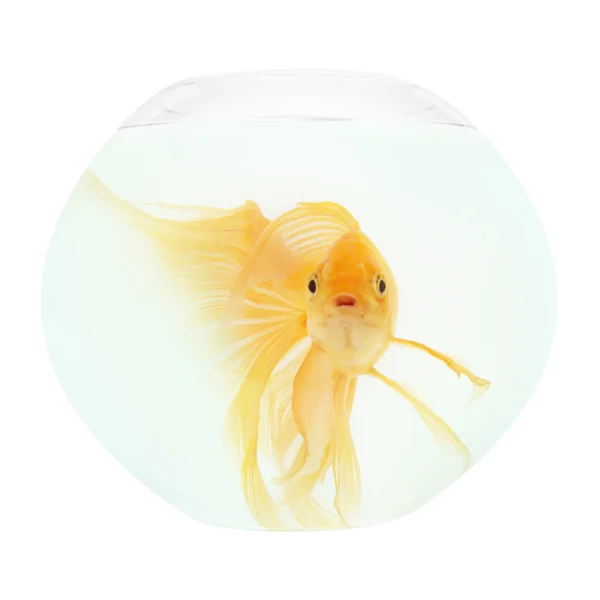 Kultakala akvaariossa — kuvapankkivalokuva