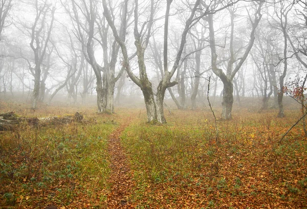 Podzimní mlhavé Les spadaného listí. — Stock fotografie