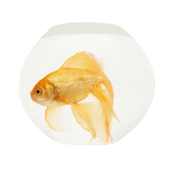 Een gouden vis in het aquarium — Stockfoto