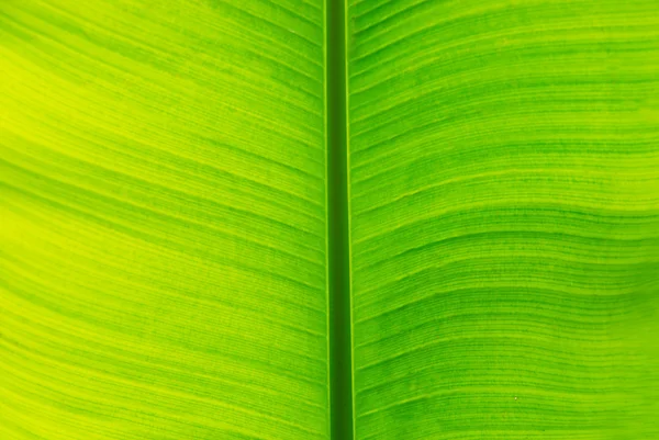 Πράσινο Φύλλο Μπανάνας — Φωτογραφία Αρχείου