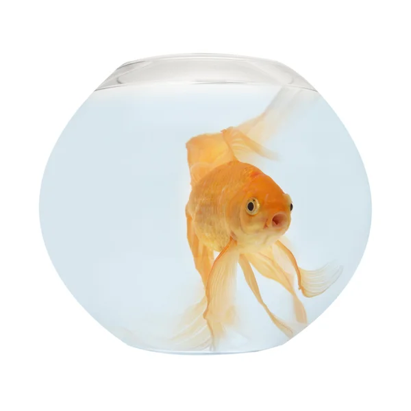 Um peixe dourado no aquário — Fotografia de Stock