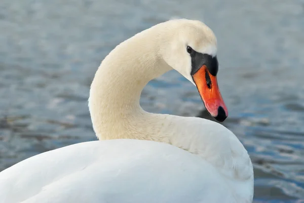 Hermoso cisne blanco . —  Fotos de Stock