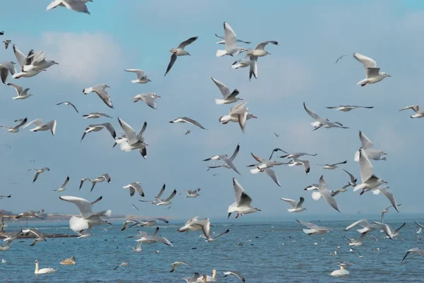 Rebanho de gaivotas — Fotografia de Stock