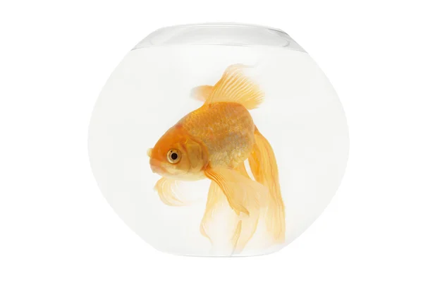 Egy aranyhal akvárium — Stock Fotó