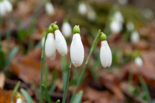 Jarní květy sněženky. — Stock fotografie