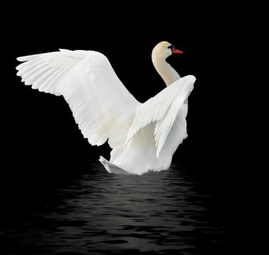 White swans. clipart