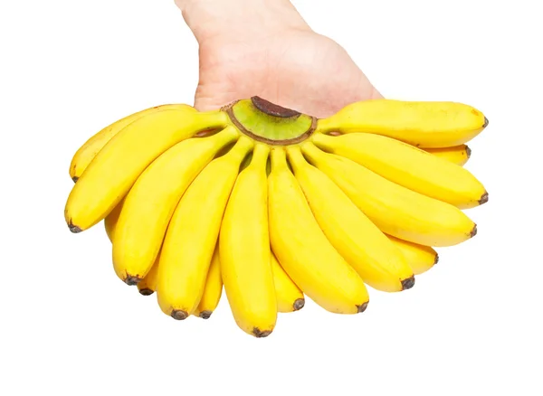 Butch de petites bananes à la main . — Photo