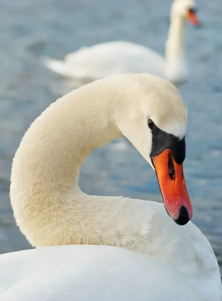 Cisne branco bonito . — Fotografia de Stock