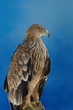 A hawk eagle clipart