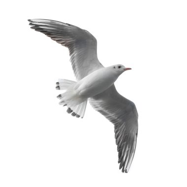 Flying seagull clipart